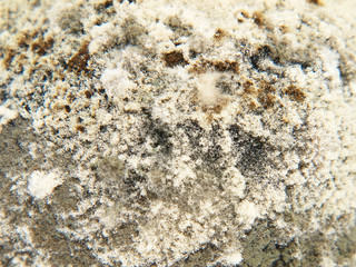 Mold on the food waste.