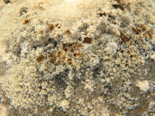 Mold taken closeup.