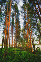 Fototapeta premium Pine Forest