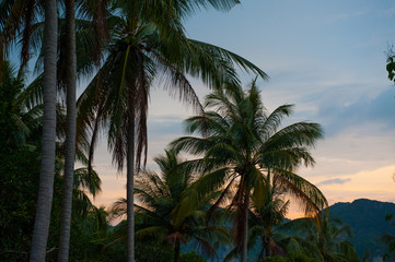 Fototapeta na wymiar Palms on a sunset