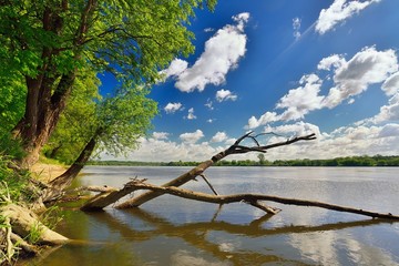 Wild bank of the river Vistula in Poland. - obrazy, fototapety, plakaty