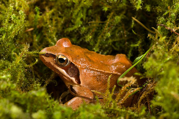 Frog sitting in ambush on green moss. It´s a spring frog (Rana dalmatina).