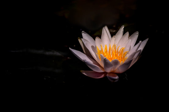 white water lily flower floating on a pond