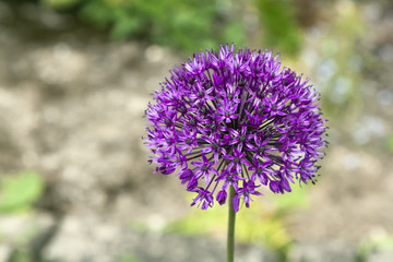 Amasing purple flower