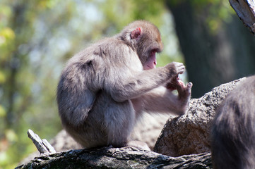 A Japanese macaque plays with its toes.