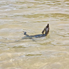 wild young water monitor