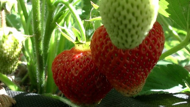Strawberry bush with berries 10/ growing on agrotextile