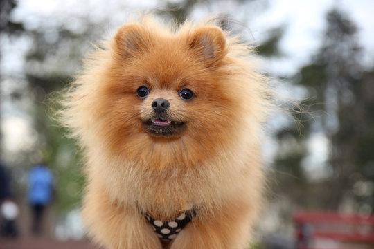  Pomeranian dog in the park