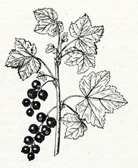 Naklejka premium Redcurrant (Ribes rubrum)