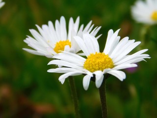 Gänseblümchen Bellis perennis