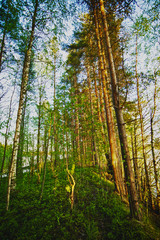 Fototapeta na wymiar Pine Forest