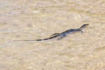 wild young water monitor