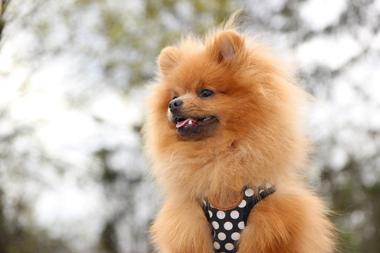  Pomeranian dog in the park