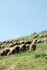 A flock of sheep grazing