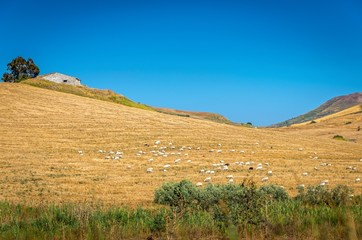 Sheep in Sicily