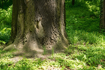 Tree in the park
