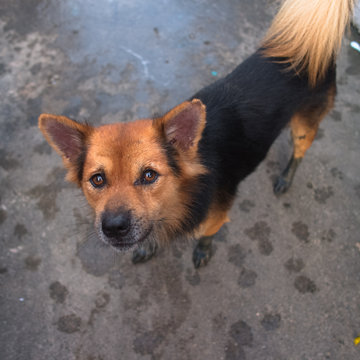 Stray Dog, Homeless Dog