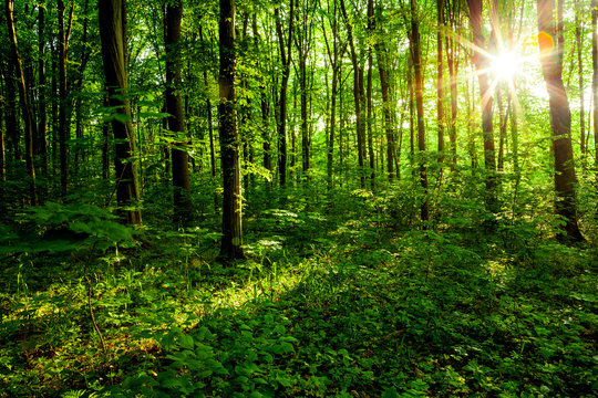 Fototapeta forest trees
