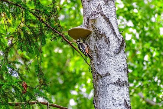 Woodpecker