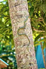 Snake on the Tree