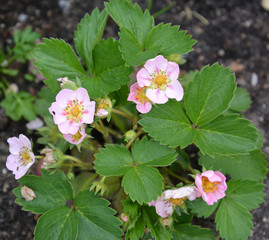 Bush of the blossoming remontantny wild strawberry (Fragaria mos