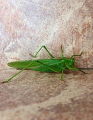 Grasshopper 
