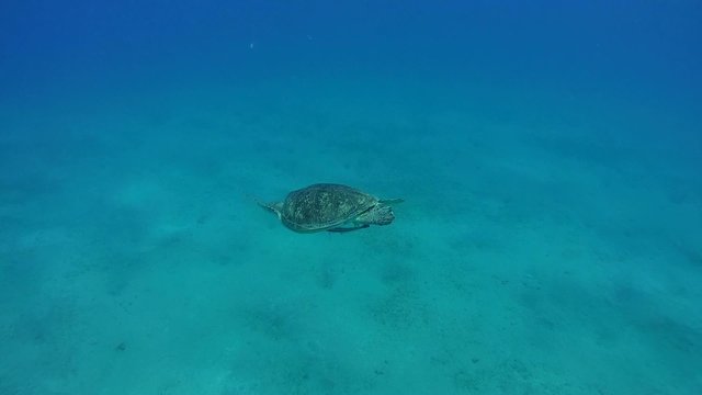 green sea turtle (Chelonia mydas) swimming in blue water 