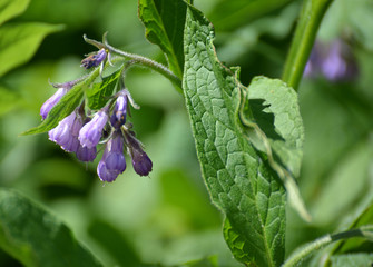 The blossoming comfrey medicinal (Symphytum officinale L.)