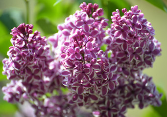 Branch of the blossoming lilac (Syringa L.), grade Sensation (Se