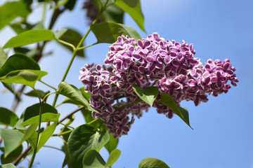 Branch of the blossoming lilac (Syringa L.), a grade Sensation (