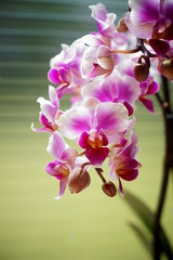 pink weiße Orchidee