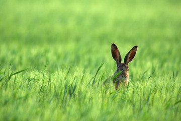 Feldhase , Neugireig