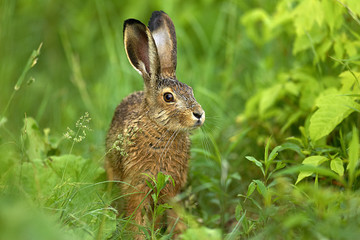 Junger Hase,Hasenbaby