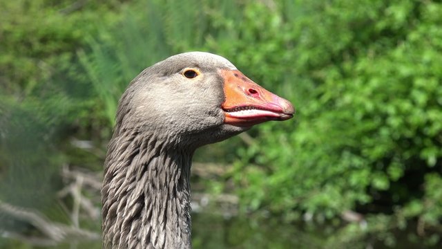 gray goose looking in the nature
