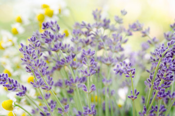 Obraz na płótnie Canvas lavender and chamomile