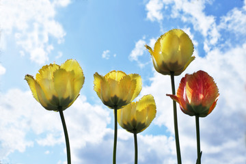 Yellow tulips and sky
