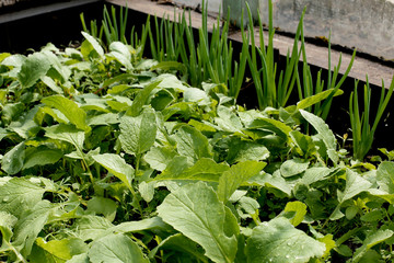 Gren leaves in green house