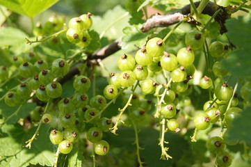 ягоды красной смородины