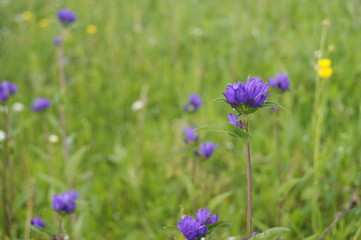 полевые цветы