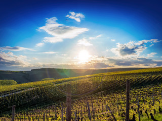 Fototapeta premium wein