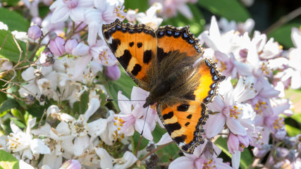Kleiner Fuchs (Schmetterling) 4
