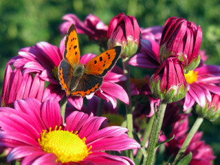 Lycaena phlaeas butterfly sitting on pink mums