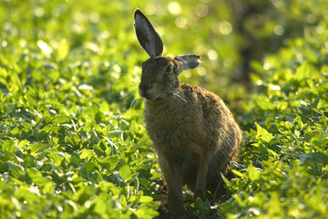 Feldhase , Neugireig