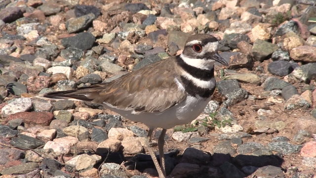 Killdeer