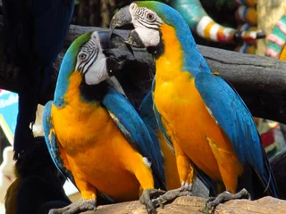 Crédence de cuisine en verre imprimé Perroquet pair of parrots
