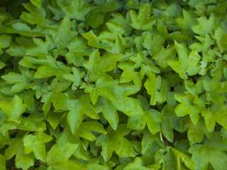 The leaves of the Bush green.