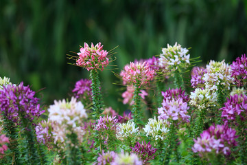 Spider Flower flower (Cleome spinosa)