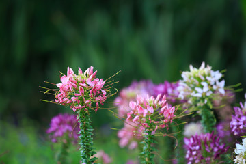 Spider Flower flower (Cleome spinosa)