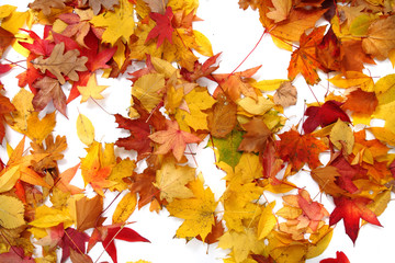 autumn leaves background