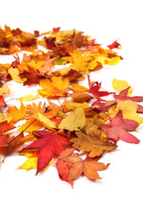 autumn leaves background